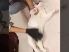 Kecil Tengah Besar Penghilang Rambut Hewan Mitt Deshedding Sapi Perawatan Sarung Tangan Untuk Mandi