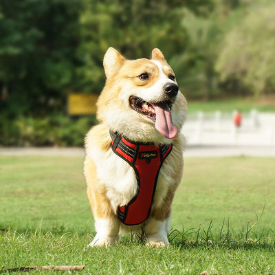 Light Up Dog Harness Step In Style dengan Bahan Polyester Waterproof dan Reflektif