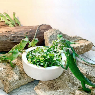 Pet Bowl Mencegah Cacing Roti Menyimpan Langkawi Keramik Air Makanan Sajian Reptil